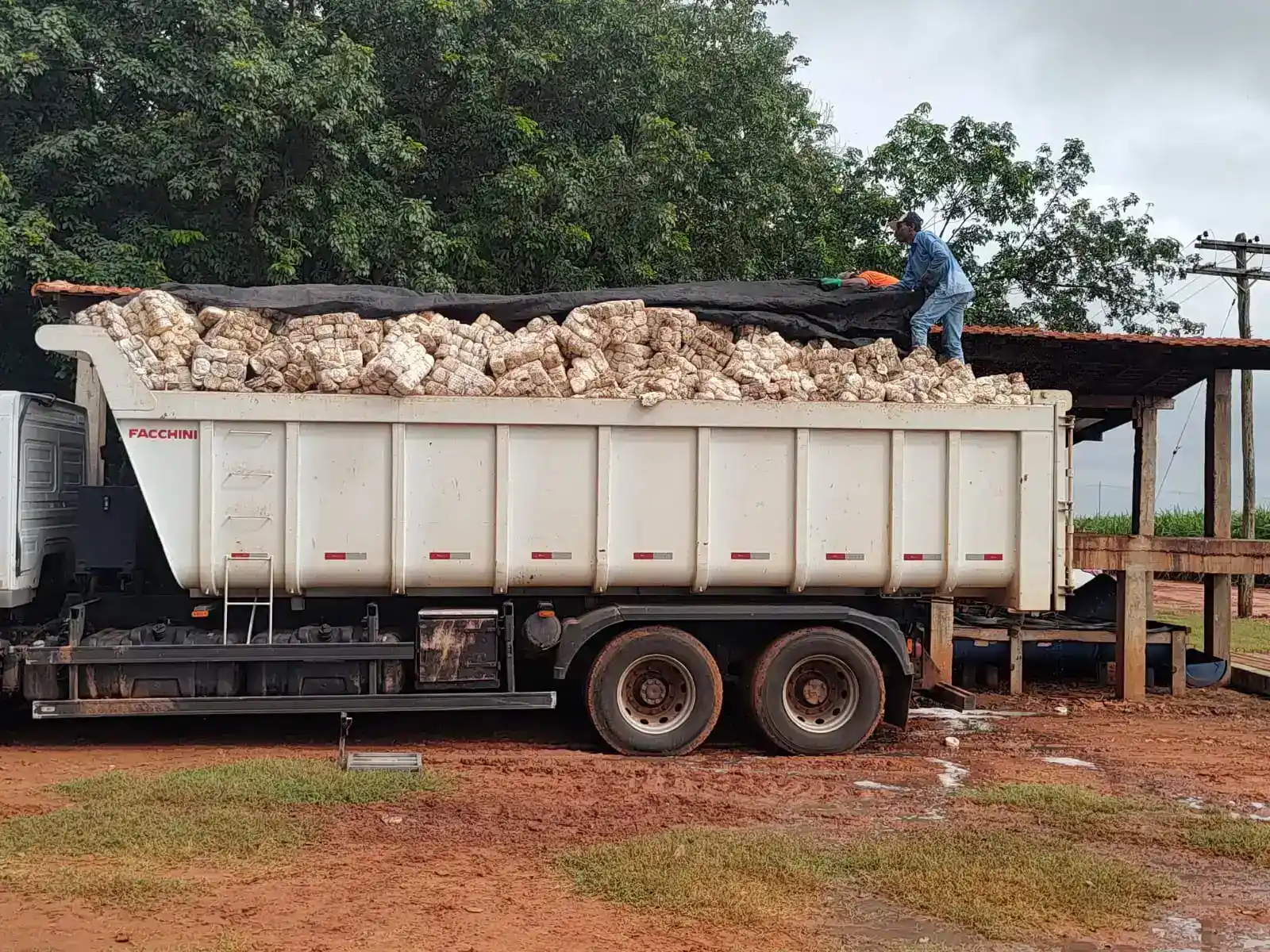 Inove na gestão do seu seringal